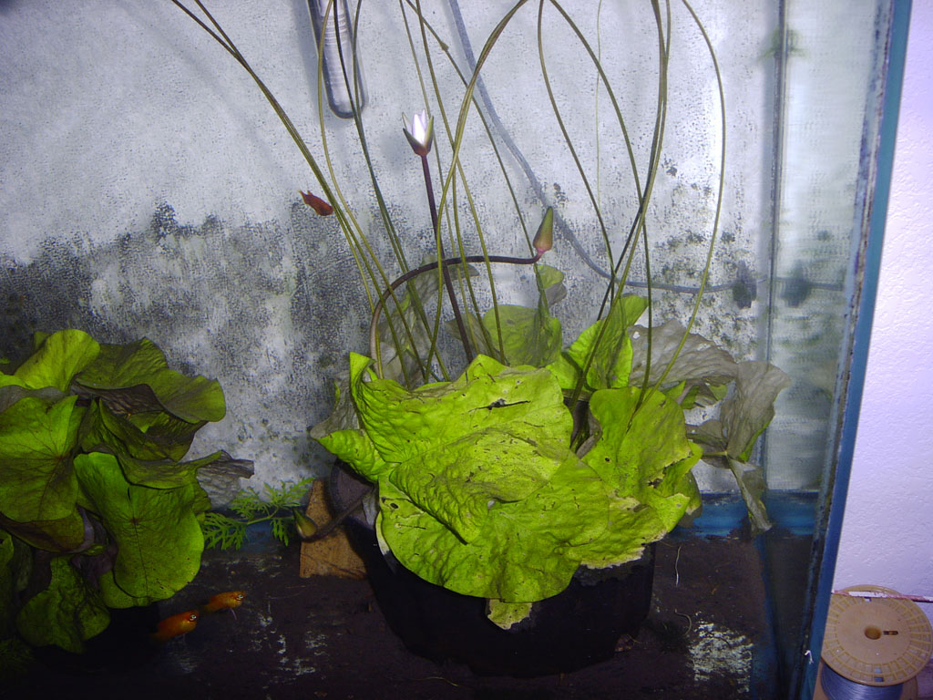 Nymphaea minuta Jan 07 05 Image008